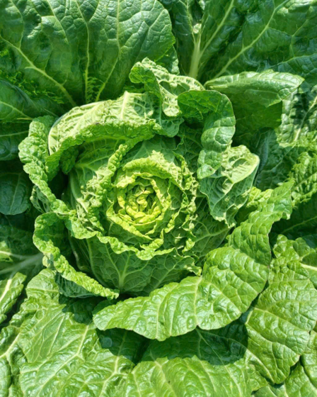 Lợi Ích Sức Khỏe Của Kim Chi